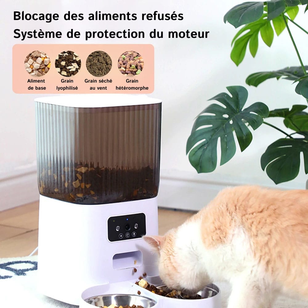 kitty-fet-fr-01