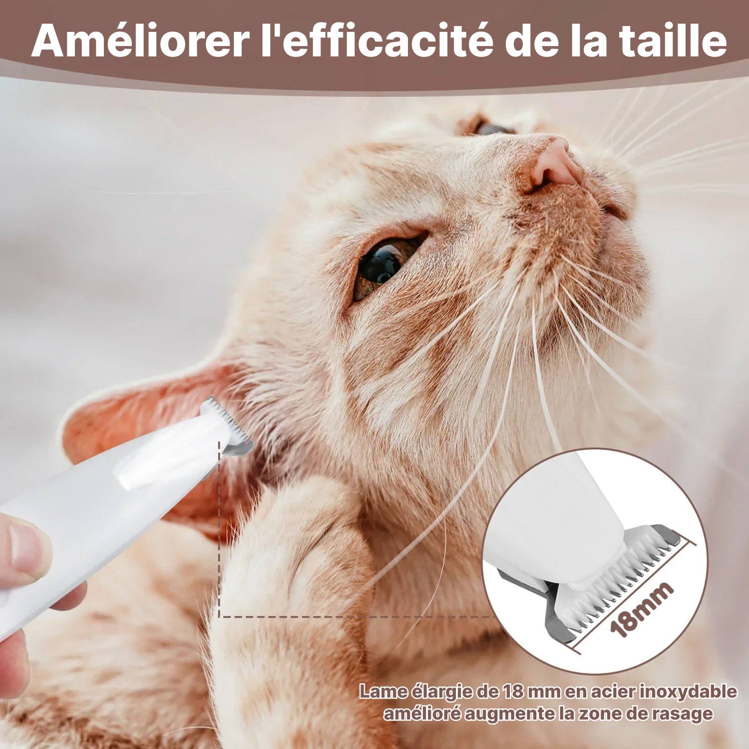 tailseew-img-fr-01